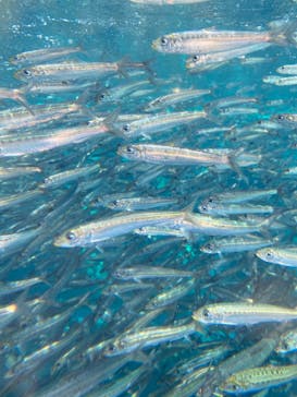 環境水族館アクアマリンふくしまに投稿された画像（2023/8/20）