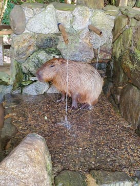 長崎バイオパークに投稿された画像（2023/8/20）