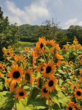 淡路ファームパーク イングランドの丘に投稿された画像（2023/8/20）