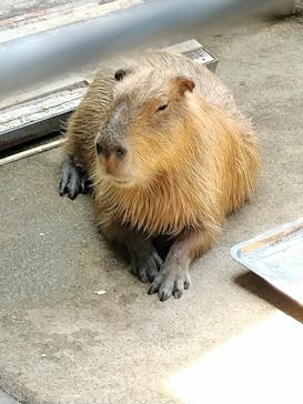 淡路ファームパーク イングランドの丘に投稿された画像（2023/8/20）