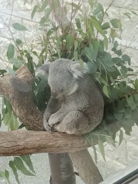 淡路ファームパーク イングランドの丘に投稿された画像（2023/8/20）