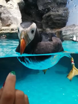 アクアワールド茨城県大洗水族館に投稿された画像（2023/8/20）