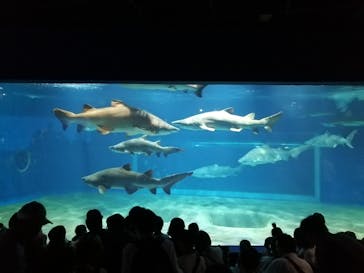 アクアワールド茨城県大洗水族館に投稿された画像（2023/8/20）