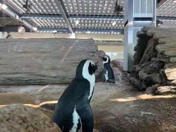 京都水族館に投稿された画像（2023/8/20）
