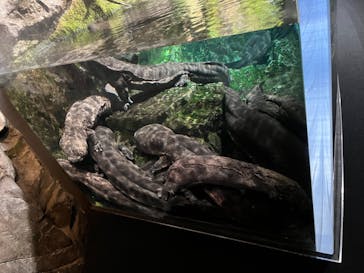 京都水族館に投稿された画像（2023/8/20）