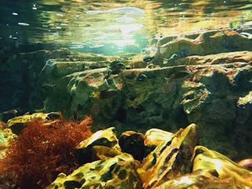 名古屋港水族館に投稿された画像（2023/8/20）