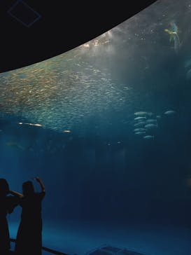 名古屋港水族館に投稿された画像（2023/8/20）