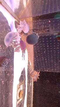 箱根園水族館に投稿された画像（2023/8/20）