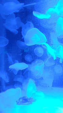 箱根園水族館に投稿された画像（2023/8/20）