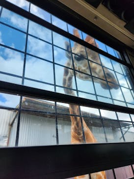 那須サファリパークに投稿された画像（2023/8/20）