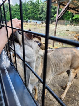 那須サファリパークに投稿された画像（2023/8/20）