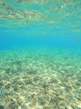 沖縄マリンサービス碧に投稿された画像（2023/8/20）