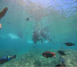 武藤潜水に投稿された画像（2023/8/20）