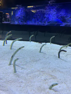 すみだ水族館に投稿された画像（2023/8/20）