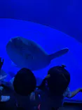 サンシャイン水族館に投稿された画像（2023/8/20）