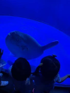 サンシャイン水族館に投稿された画像（2023/8/20）