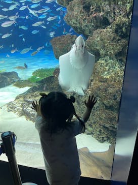 サンシャイン水族館に投稿された画像（2023/8/20）