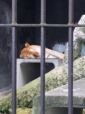 東北サファリパークに投稿された画像（2023/8/20）