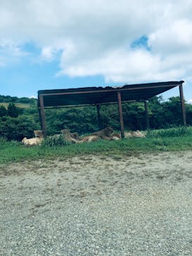 東北サファリパークに投稿された画像（2023/8/20）