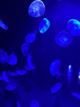 サンシャイン水族館に投稿された画像（2023/8/20）