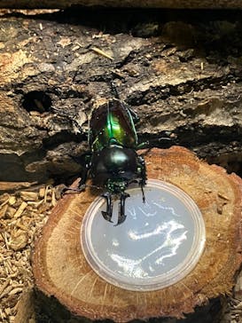 南知多ビーチランド＆南知多おもちゃ王国に投稿された画像（2023/8/20）