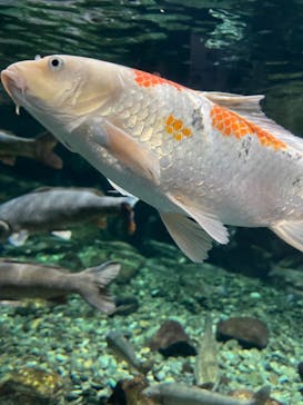 サケのふるさと 千歳水族館に投稿された画像（2023/8/20）