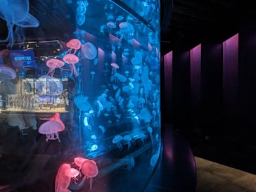 京都水族館に投稿された画像（2023/8/20）