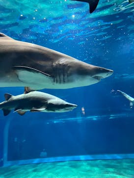 アクアワールド茨城県大洗水族館に投稿された画像（2023/8/20）