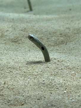 アクアワールド茨城県大洗水族館に投稿された画像（2023/8/20）