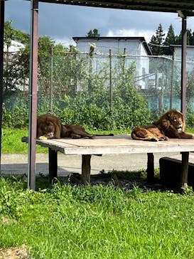 那須サファリパークに投稿された画像（2023/8/20）