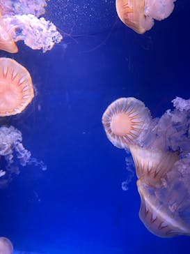 新江ノ島水族館に投稿された画像（2023/8/20）