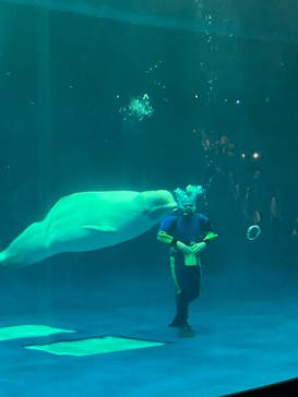 島根県立 しまね海洋館に投稿された画像（2023/8/20）