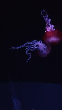 京都水族館に投稿された画像（2023/8/20）