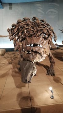 福井県立恐竜博物館に投稿された画像（2023/8/20）