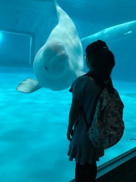 島根県立 しまね海洋館に投稿された画像（2023/8/20）