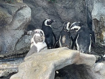 サンシャイン水族館に投稿された画像（2023/8/20）