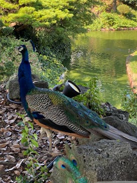 伊豆シャボテン動物公園に投稿された画像（2023/8/20）