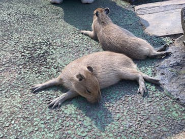 伊豆シャボテン動物公園に投稿された画像（2023/8/20）