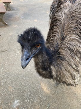 伊豆シャボテン動物公園に投稿された画像（2023/8/20）