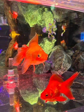 NARA KINGYO MUSEUMに投稿された画像（2023/8/20）