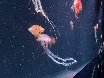 サンシャイン水族館に投稿された画像（2023/8/20）