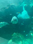 名古屋港水族館に投稿された画像（2023/8/20）