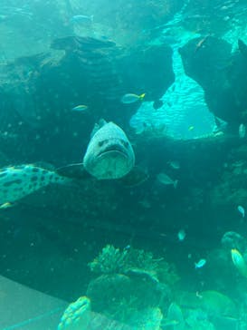 名古屋港水族館に投稿された画像（2023/8/20）