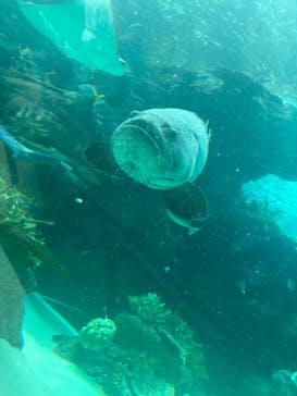 名古屋港水族館に投稿された画像（2023/8/20）