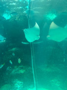 名古屋港水族館に投稿された画像（2023/8/20）