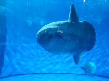 アクアワールド茨城県大洗水族館に投稿された画像（2023/8/20）