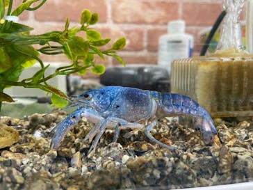 いきもの探検隊上尾に投稿された画像（2023/8/20）