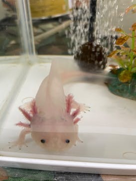 いきもの探検隊上尾に投稿された画像（2023/8/20）