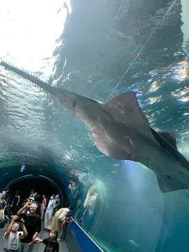 マクセル アクアパーク品川に投稿された画像（2023/8/20）