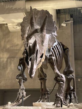 国立科学博物館に投稿された画像（2023/8/20）